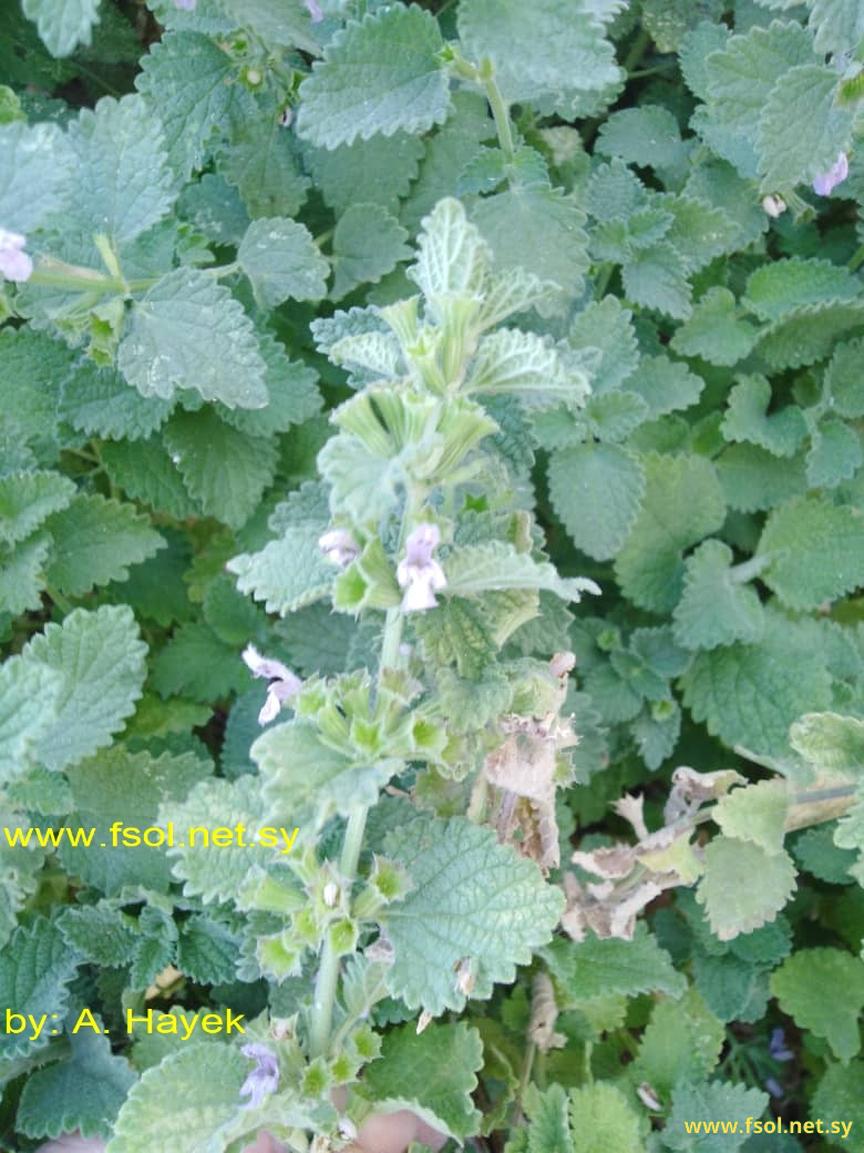 Ballota nigra L.